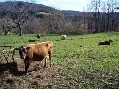 The Challenges of Operating a Micro Dairy and Producing Safe and Delicious Milk and Dairy Products for your Friends Family and Community Image